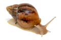 Lissachatina immaculata panthera Madagascar juvenil